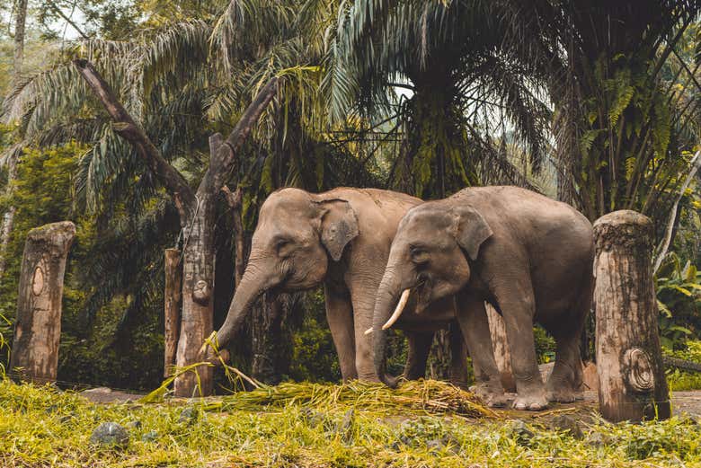 Divisando una pareja de elefantes