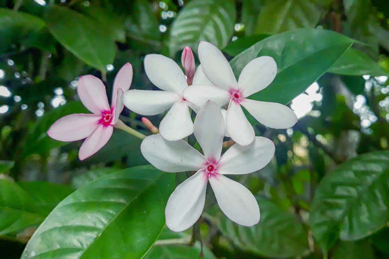Visitando el jardín botánico de Buitenzorg