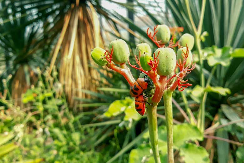 Admirando la flora del jardín botánico de Bogor