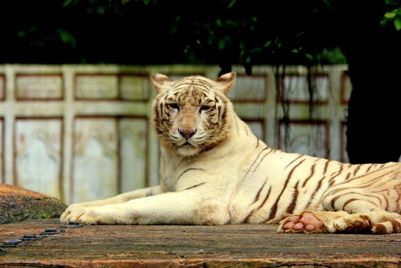 Uno de los tigres de Taman Safari Indonesia