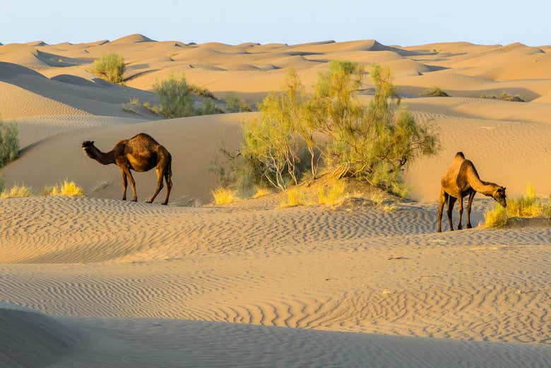 Dune del deserto di Maranjab