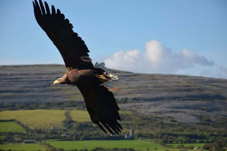 Watch a fascinating birds of prey show!