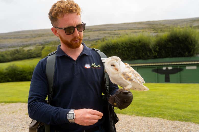 See different birds at the Burren Birds of Prey Centre