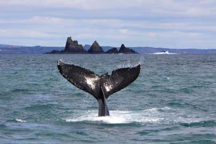 A whale in Atlantic waters