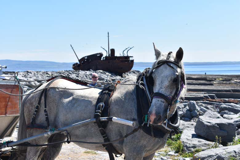 Horse-drawn carriage