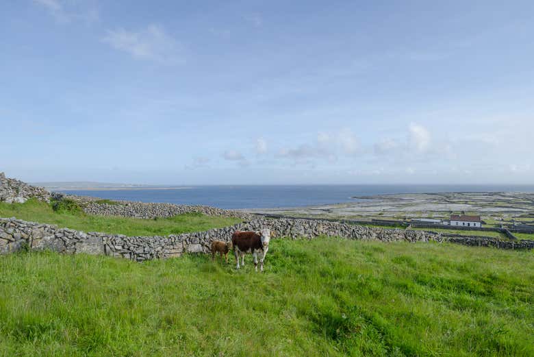 Vacas en Inishmaan