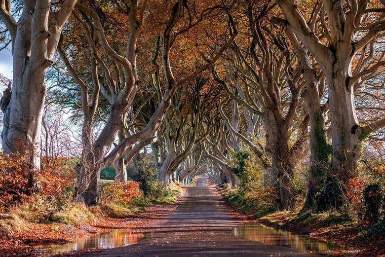 The Dark Hedges, which feature in Game of Thrones