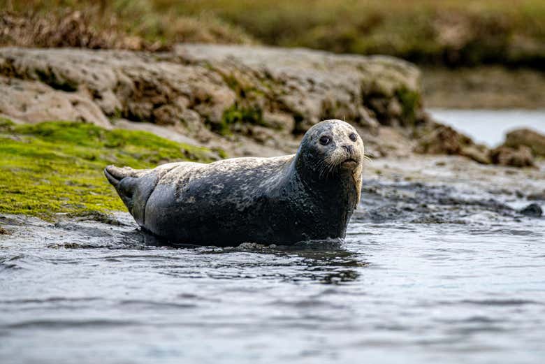 Foca da costa de Howth