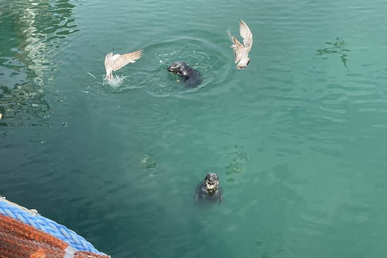 Focas en el puerto de Howth