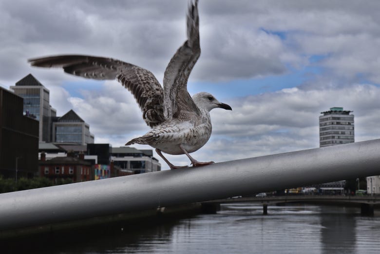 Uma gaivota voando sobre uma das pontes de Dublin