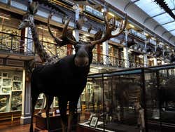 Musée d'Histoire Naturelle de Dublin