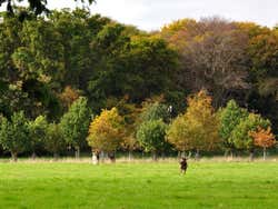 Phoenix Park, cerfs
