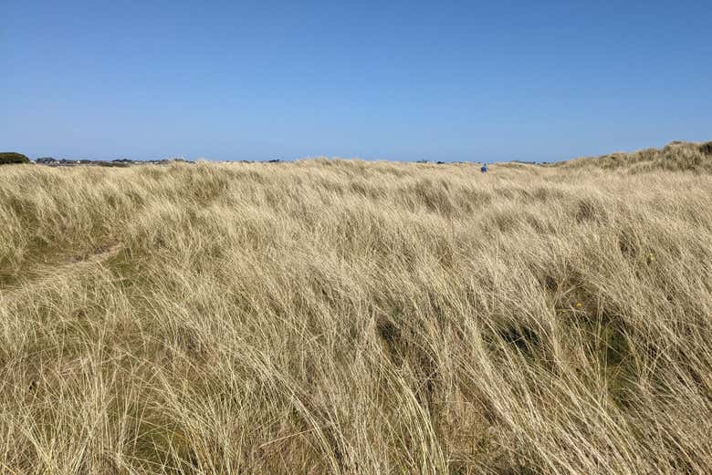 Tour por la isla Bull, Dublín