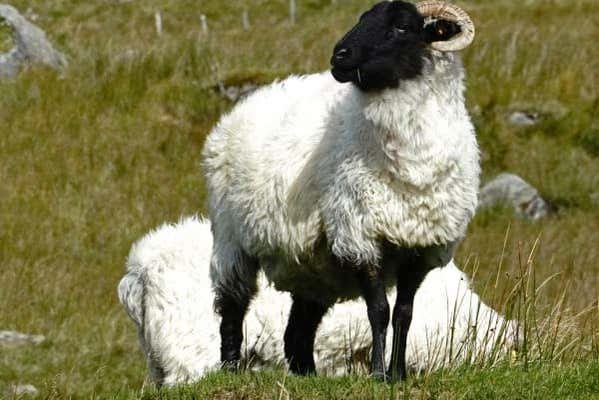 Irish sheep