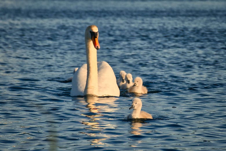 Spotting swans on the River Corrib