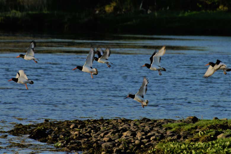 Native birds of the area