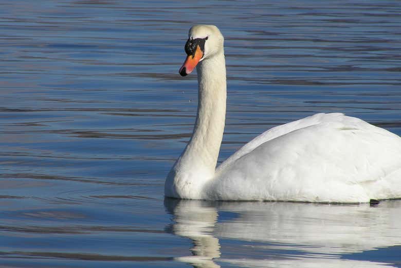 A swan in Kenmare Bay