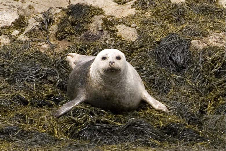 A seal looks up at the boat
