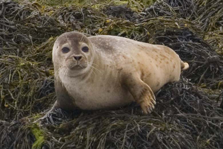 We may see some seals