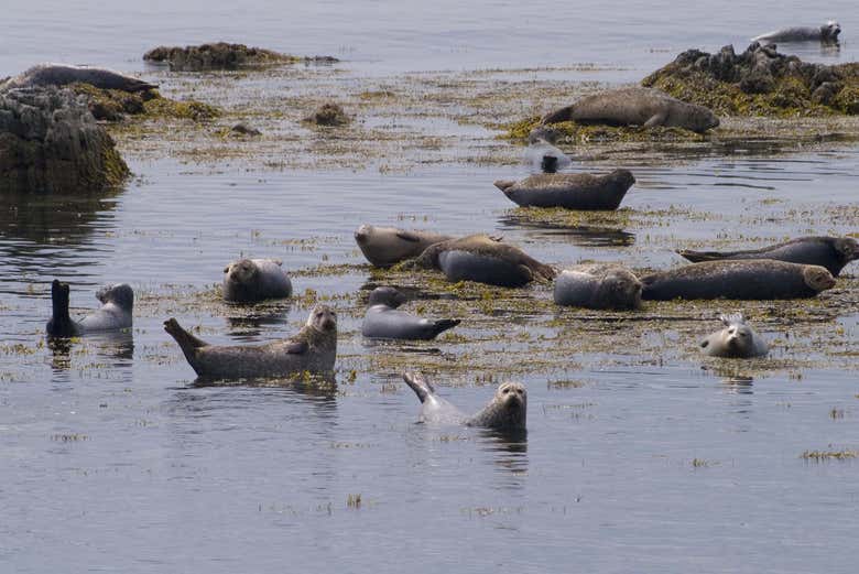 Seeing the seals up close
