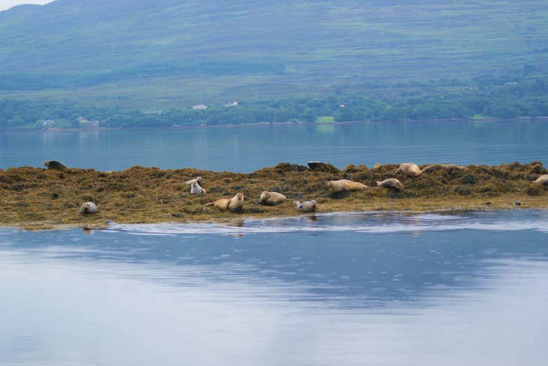 Seals in Kenmare Bay
