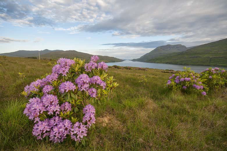 Killary Fjord