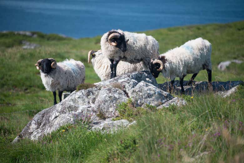 Animais no Parque Nacional de Connemara