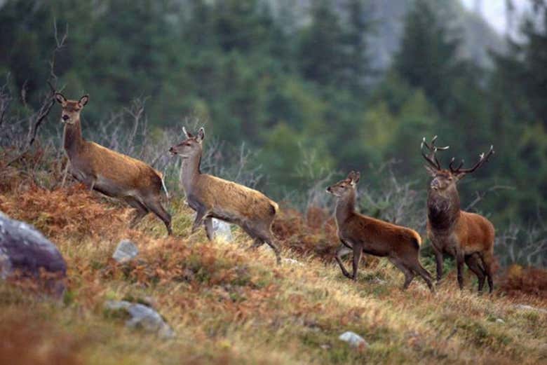 Cervos em Connemara