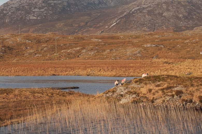 Safári por Connemara