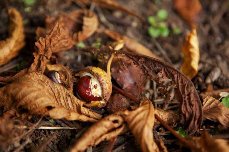 Discovering Lismore's nature