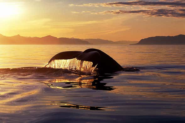 Avistamiento de ballenas y delfines bajo el sol de medianoche