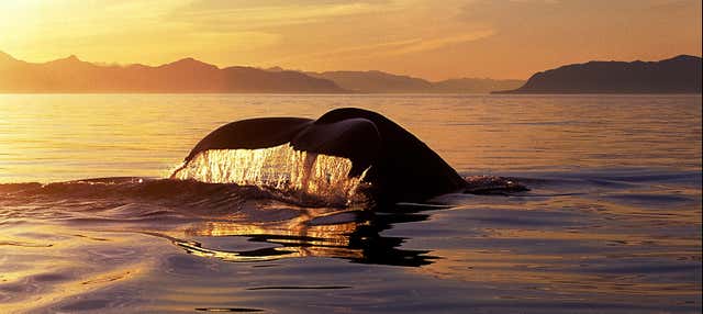 Avistamiento de ballenas y delfines bajo el sol de medianoche