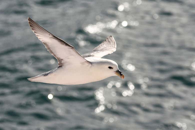 Bird watching from the boat