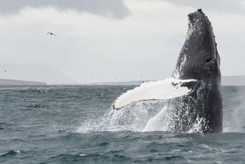 Whale off the coast of Akureyri