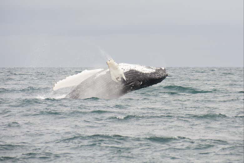 Una ballena saltando en Akureyri