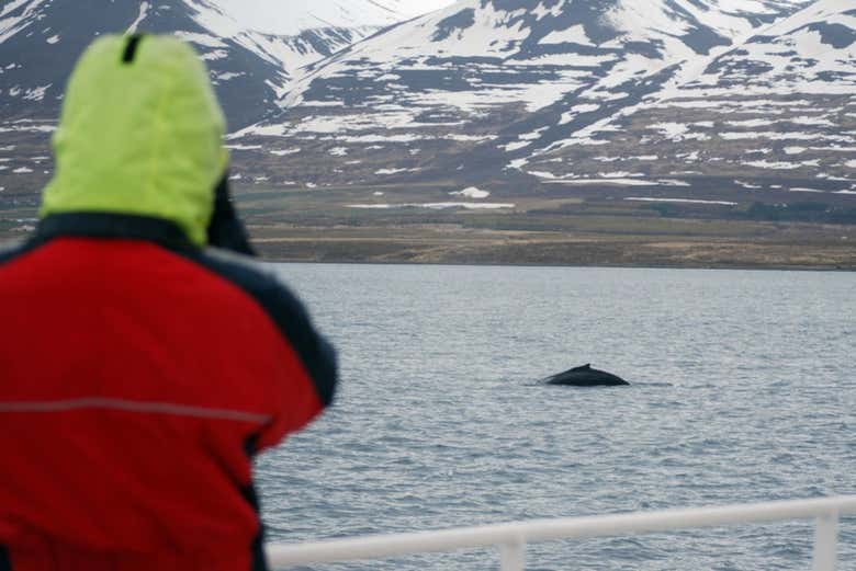 Whales in Eyjafjörður