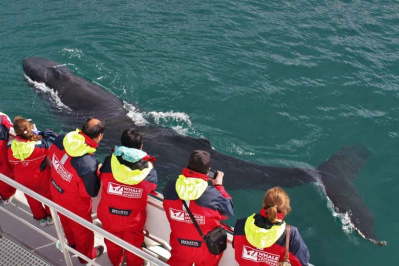 Incredible experience spotting whales
