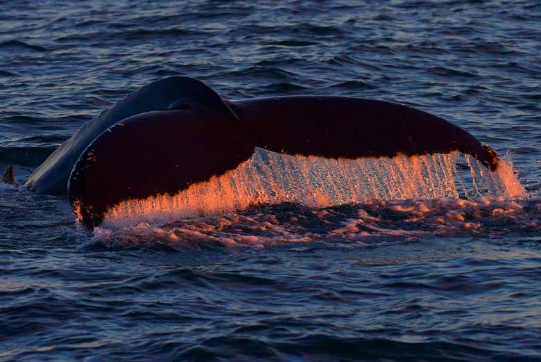 Avistamiento de cetáceos en Akureyri
