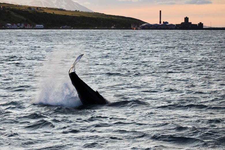 Whales in Akureyri