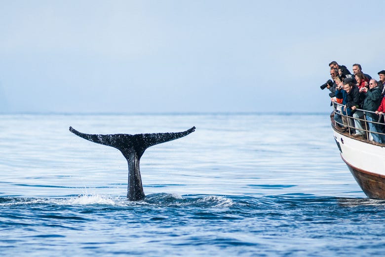 Vendo baleias em Hjalteyri 