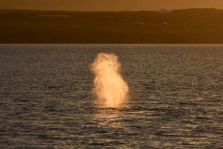 Ballena expulsando agua en Akureyri