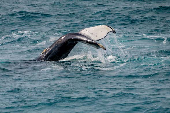 Avistamiento de ballenas en Árskógssandur