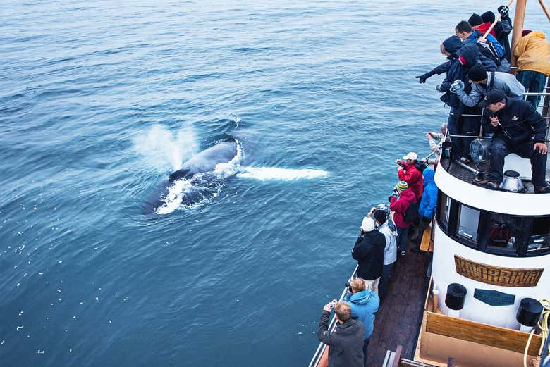 Seeing a whale from the boat!