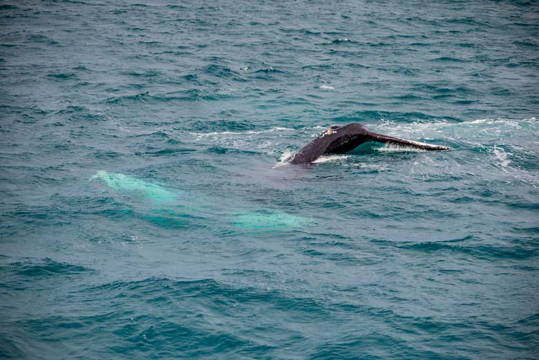 Whale watching in Iceland