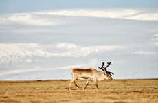 Breiðdalsvík Valley Reindeer Safari