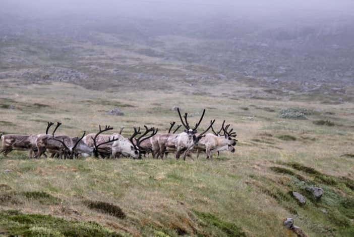 Exploring the valley to see reindeer