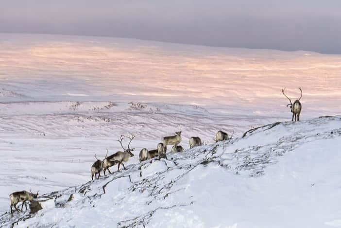 A group of reindeer