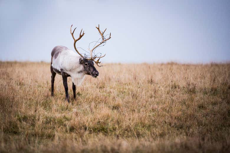 A reindeer in the Breiðdalsvík Valley