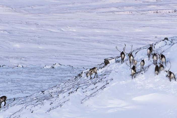 Seeing the reindeer