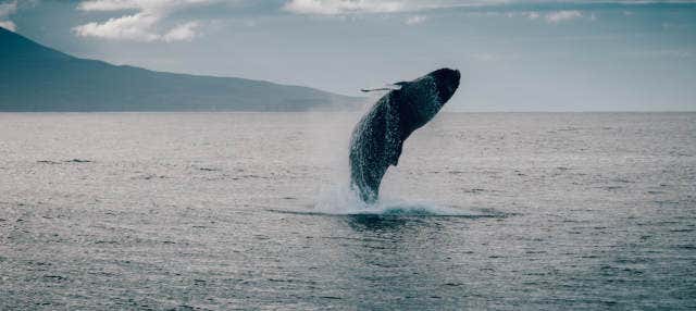 Whale Watching in Hauganes